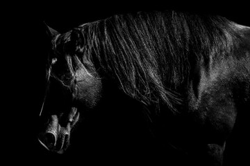 Low-key portrait of a black horse with flowing mane against a dark background, dramatic studio style © PIC by Femke