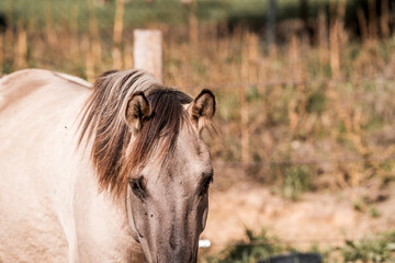 Close-up portrait of a cream-colored horse with dark flaxen mane standing in a sunlit paddock with blurred fence and dry grass background © PIC by Femke