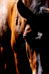 Close-up portrait of a bay horse with dark mane and dramatic low-key lighting on black background © PIC by Femke