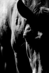 Low-key black and white close-up portrait of a horse head with dramatic shadows, textured mane and visible eye detail © PIC by Femke