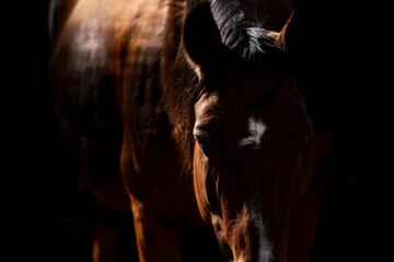 Moody low-key portrait of a bay horse with glossy brown coat and highlighted mane against a dark background, close-up headshot © PIC by Femke