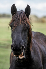Close-up portrait of a black horse with open mouth showing teeth and tousled mane in a grassy pasture © PIC by Femke