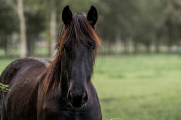 Close-up portrait of a dark bay horse with long forelock and black mane standing in a grassy paddock with blurred trees in the background © PIC by Femke