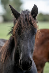 Close-up portrait of a dark bay horse with long forelock and mane standing in a grassy pasture with blurred background © PIC by Femke
