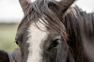Close-up portrait of a dark-coated horse with a white blaze and long forelock, focusing on the eye and mane in a blurred outdoor field © PIC by Femke
