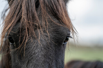 Close-up portrait of a dark horse's face with tousled mane and expressive eyes in soft outdoor background © PIC by Femke