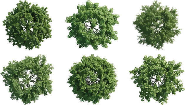 Top view collection of green deciduous trees isolated on white background for architectural site plan design