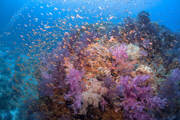 Very colorful coral reef in the red sea © DJ