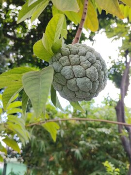 soursop fruit (Annona squamosa), also known as sugar apple or sugar apple