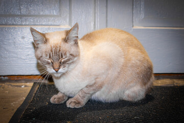 cat on the floor © Yaroslav