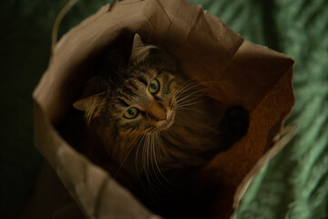 Fluffy Tabby Cat Peeking Out of a Paper Bag from Above © TetianaRUD