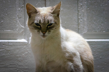 portrait of a cat © Yaroslav