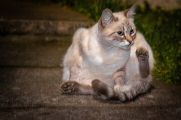 cat © Yaroslav
