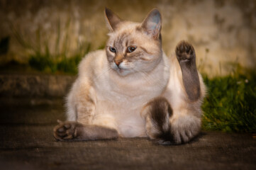 cat in the garden © Yaroslav
