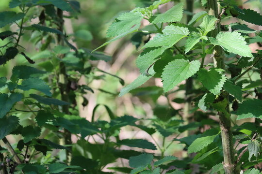 Hoary Tall Nettle, Urtica Gracilis Subspecies Holosericea a lavish native monoecious perennial suffrutescent herb displaying ovate petiolate leaves during late Autumn in the Santa Monica Mountains.
