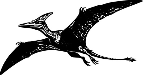 Silhouette of a pterodactyl illustration vector © Friz