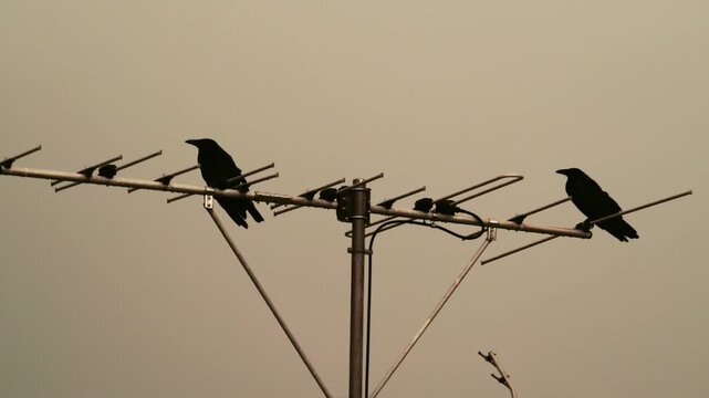 Tokyo,Japan - July 25, 2026: Two crows leaving from an antenna due to sudden roll of thunder
