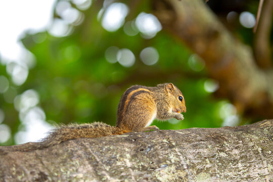 Chipmunk against the backdrop of tropical nature. Chipmunk close-up, running along tree branches.