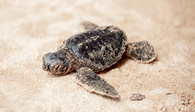 A small baby sea turtle crawls along the sandy shore towards the ocean to survive. The turtle hatched on the island of Sri Lanka. New life, saving the population, the way forward to a new life.