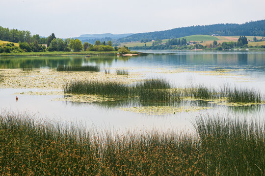 Saint-Point lake and tall grass in the Jura Mountains near Pontarlier, Doubs - France