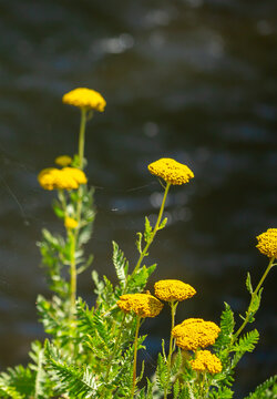 Yarrow medicinal plant. Yellow yarrow in bloom. Yarrow flowers, bush close-up.
