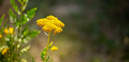 Yarrow medicinal plant. Yellow yarrow in bloom. Yarrow flowers, bush close-up. © Vera