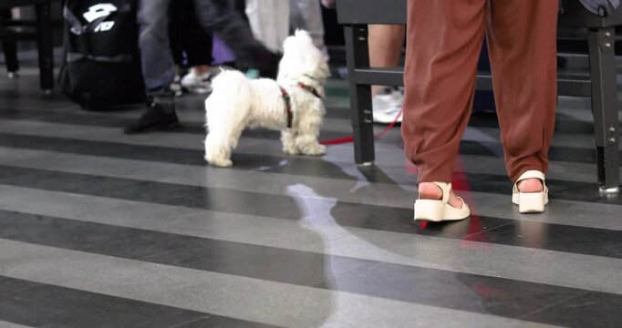 A pet dog on a leash with its owner near the baggage checkpoint at the train station entrance. Traveling with a pet.