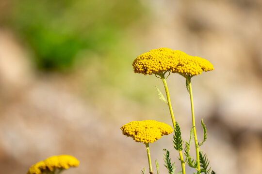 Yarrow medicinal plant. Yellow yarrow in bloom. Yarrow flowers, bush close-up.