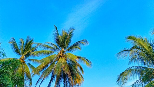 Close-up bottom-up view of a coconut palm tree bearing young green and yellow coconuts against a bright blue sky.