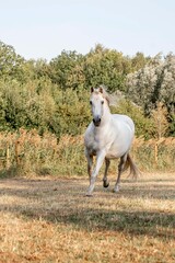 White horse galloping across a sunlit grassy meadow toward the camera with tree line background in rural countryside © PIC by Femke