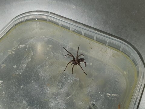A close-up photograph of a large brown spider, likely a wolf spider or similar hunting species, positioned inside a transparent plastic container or tub. The arachnid displays eight long, spindly