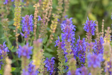 Obraz premium Salvia nemorosa