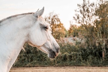 White horse profile portrait in a sunlit pasture with warm golden light and autumn foliage © PIC by Femke