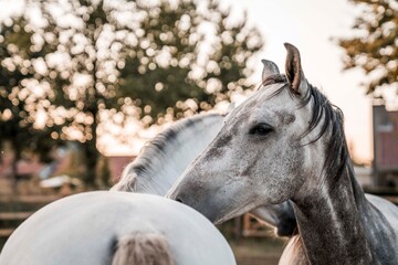 Close-up portrait of a gray horse with a neatly braided mane in a paddock at sunset with a blurred second horse nearby © PIC by Femke
