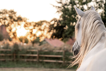 White horse with flowing mane standing by a wooden fence at golden hour in a rural pasture, back-and-side portrait © PIC by Femke