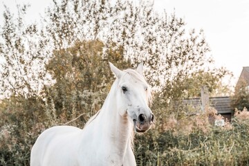 Fototapeta premium White horse standing by a hedgerow with cottages in the background, outdoor equine portrait in soft natural light, rural countryside scene