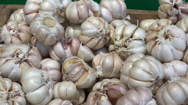 Pile of fresh white garlic bulbs at vegetable market