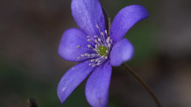 Macro View of Purple Wildflower With Subtle Down-Top Movement