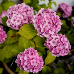 Obraz premium pink hydrangea flowers