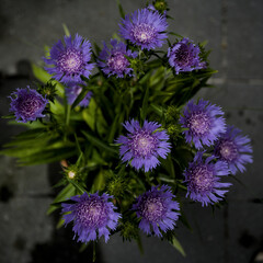 Fototapeta premium purple flowers in the garden