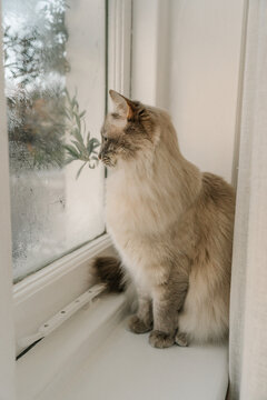 Fluffy house cat sitting quietly beside a condensation-covered window with soft diffused daylight.