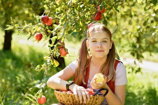 Child picking apples on farm in autumn. Little girl playing in tree orchard. Healthy nutrition. Cute little girl eating red delicious fruit. Harvest Concept. Apple picking.