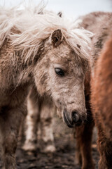 Close-up portrait of a shaggy pony with tousled mane standing in a muddy paddock with other horses blurred in background © PIC by Femke