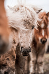 Close-up portrait of shaggy ponies standing together in a herd with windswept manes and winter coats © PIC by Femke