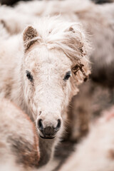 Close-up portrait of a white shaggy pony with a tousled mane and winter coat against blurred background © PIC by Femke