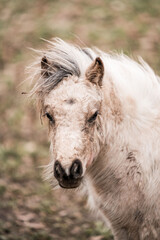 Fototapeta premium Close-up portrait of a small white pony with a tousled mane and slightly muddy face standing on a grassy field