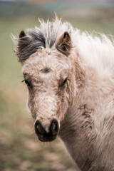 Close-up portrait of a fluffy white pony with shaggy mane in a grassy pasture, rural farm animal headshot © PIC by Femke
