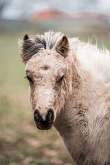 Close-up portrait of a shaggy white and brown Shetland pony standing in a grassy pasture with an expressive face and long mane © PIC by Femke