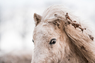 Close-up portrait of a white horse with windblown mane and dried grass caught in its coat against a snowy neutral background © PIC by Femke