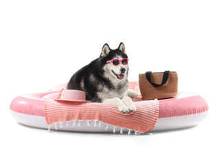 Siberian husky dog wearing pink sunglasses and a sun hat relaxing on an inflatable ring with a beach bag isolated on white background © Pixel-Shot